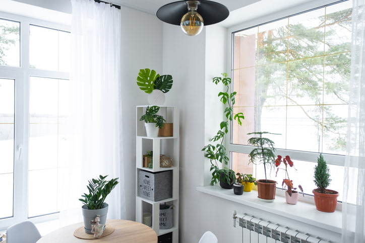 Refresh your Lansing and Jackson, MI apartment with greenery and bright natural styling